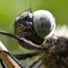 Vierfleck-Libelle (Libellula quadrimaculata)