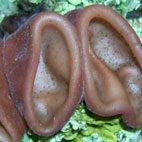 wie Ohren geformte Pilze