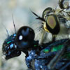 Bremse (Tabanidae) erlegt Blauflügel-Prachtlibelle (Calopteryx virgo)