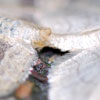 Eckflügel-Kleinspanner, Scopula nigropunctata